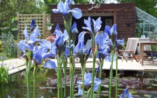 Should you build a pond on your French property?