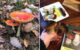 Mushroom hunting in Limousin