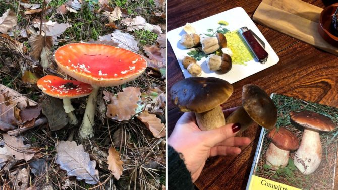 Mushroom hunting in Limousin