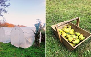 Growing food in my Limousin potager