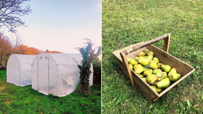 Growing food in my Limousin potager