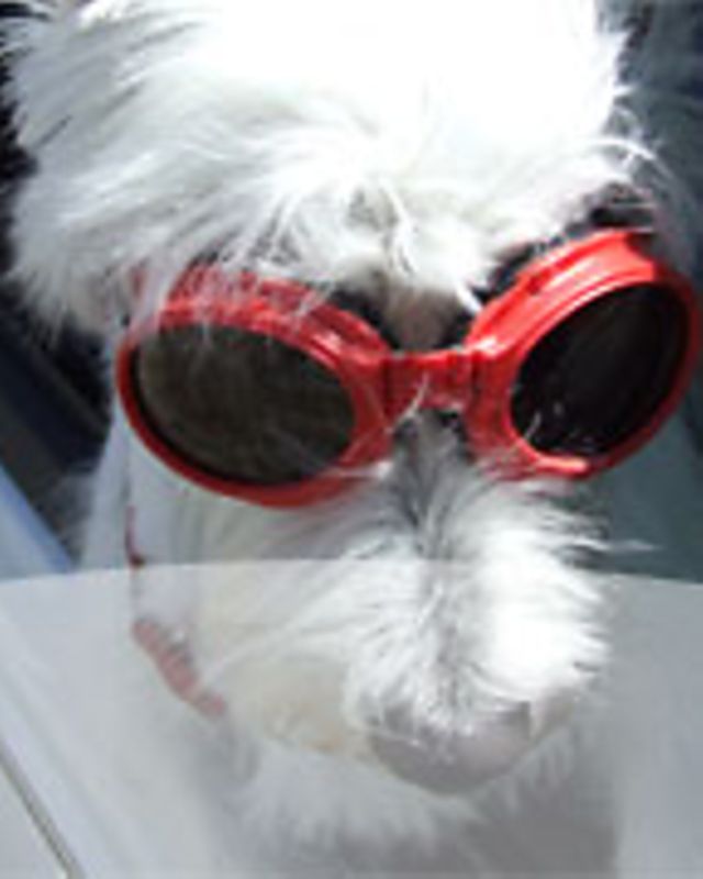 Animal Couriers LTD Complete France