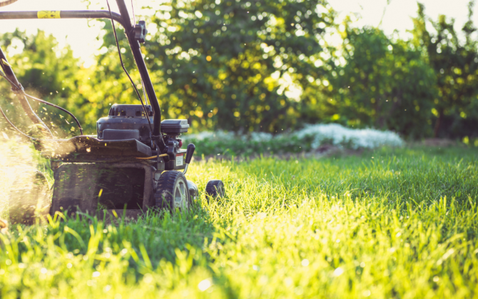 Gardening in March: What to do and what to plant?