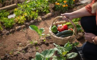 The Perfect Potager: Gardening in France...