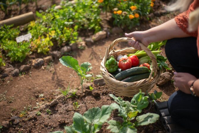 The Perfect Potager: Gardening in France