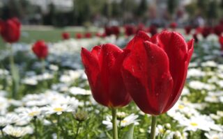 Gardening in April: What to do and what to plant?