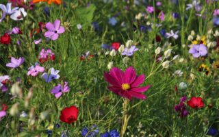 Gardening in May: What to do and what to plant?