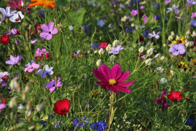 Gardening in May: What to do and what to plant?