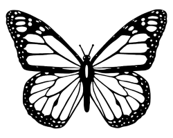 Papillon Maintenance – Ed Collins