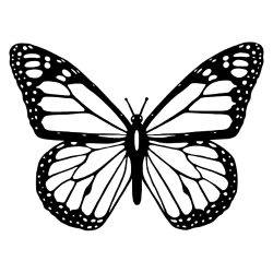 Papillon Maintenance – Ed Collins