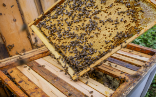 A Journey Through France’s Beekeeping Legacy: What You Need to Know