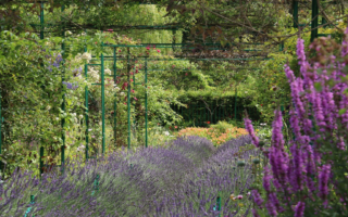 Blooming Beauties: A Colorful Journey Through My French Garden