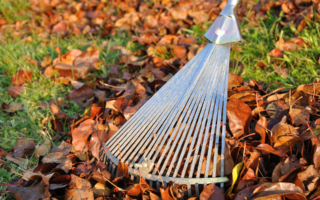 Gardening in November: What to do and what to plant?