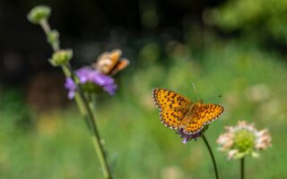 Gardening in June: What to do and what to plant?