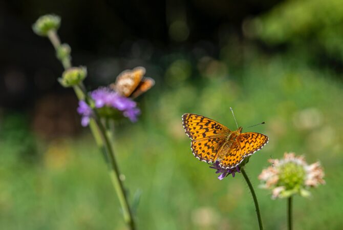 Gardening in June: What to do and what to plant?