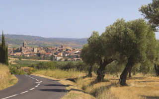 Real Life: A lavender growing business in the south of France