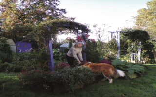 Creating your dream French Garden